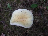 Amanita russuloides image