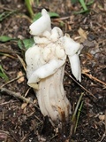 Helvella crispa image