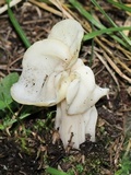 Helvella crispa image