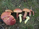 Boletus pallidoroseus image