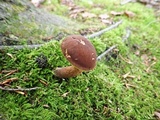 Boletellus chrysenteroides image
