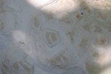 Calvatia booniana image