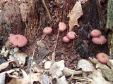 Callistosporium purpureomarginatum image