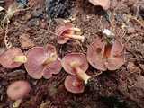 Callistosporium purpureomarginatum image
