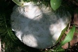 Calvatia booniana image