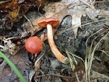 Cortinarius harrisonii image