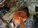 Cortinarius harrisonii image