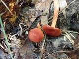 Cortinarius harrisonii image