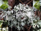 Parmotrema perlatum image