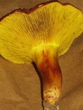 Phylloporus rhodoxanthus subsp. americanus image