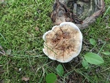 Hydnellum caeruleum image