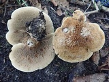 Hydnellum cristatum image