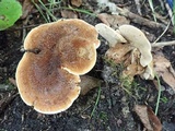 Hydnellum cristatum image