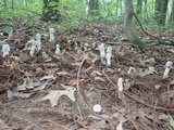 Hypomyces hyalinus image