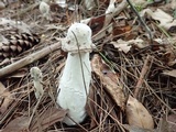 Hypomyces hyalinus image