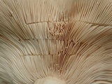 Lactarius argillaceifolius image