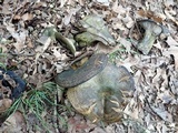Lactarius atroviridis image