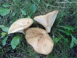 Lactarius psammicola f. glaber image