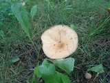 Lactarius psammicola image
