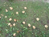 Lactarius psammicola f. glaber image