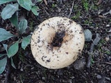 Lactarius psammicola image