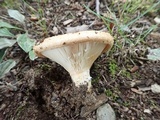 Lactarius psammicola image