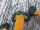 Leotia viscosa image