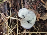 Phellodon melaleucus image