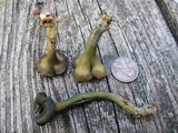 Leotia viscosa image