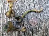 Leotia viscosa image