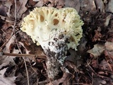 Ramaria botrytis image