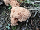 Ramaria botrytis image