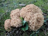 Ramaria botrytis image