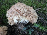 Ramaria botrytis image