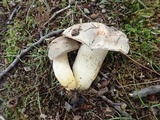 Retiboletus griseus image