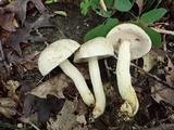 Retiboletus griseus image