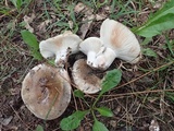 Russula densifolia image