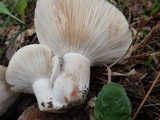 Russula densifolia image