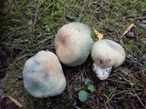 Russula parvovirescens image