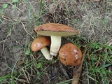 Suillus brevipes image