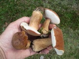 Tylopilus ferrugineus image