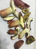 Boletus pallidoroseus image