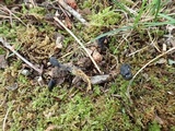 Tolypocladium ophioglossoides image