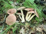 Tylopilus rubrobrunneus image
