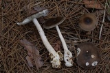 Amanita subnigra image