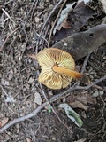 Xeromphalina tenuipes image