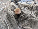 Xeromphalina tenuipes image