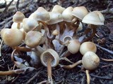 Mycena overholtsii image
