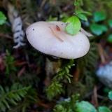Gomphidius smithii image