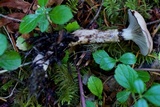 Gomphidius smithii image